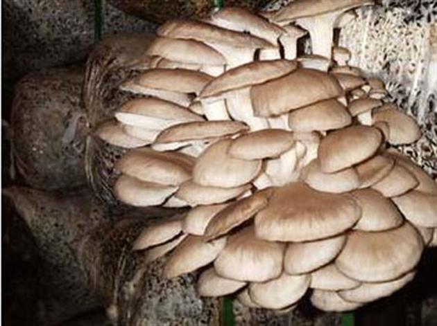 Бизнес план выращивания грибов вешенка