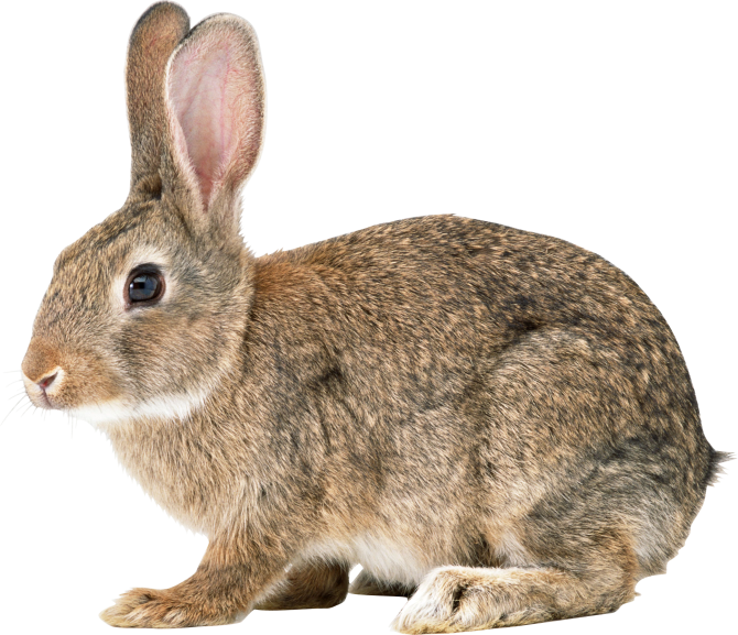 Бизнес план разведение кроликов в условиях фермы