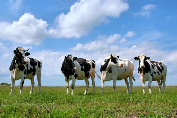 Бизнес план молочно-товарной фермы на 500 голов КРС