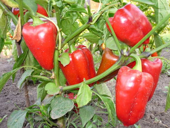 Бизнес план тепличного комплекса по выращиванию томатов, огурцов, перца болгарского и салата