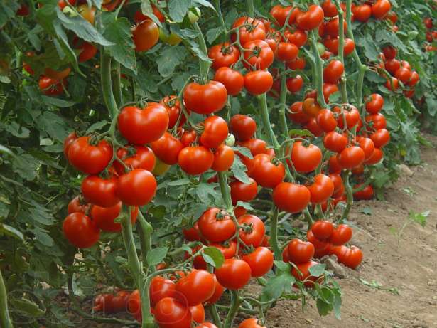 Бизнес план выращивания огурцов и томатов в теплице
