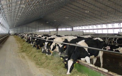 Бизнес план животноводческой фермы КРС на 500 голов дойного стада